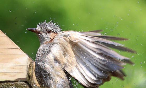 '덥다 더워'…폭염 피해 목욕하는 직박구리