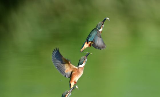 폭염 속 사냥 중인 물총새