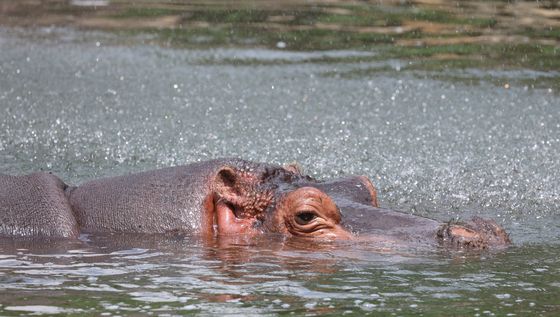 물 속이 시원해