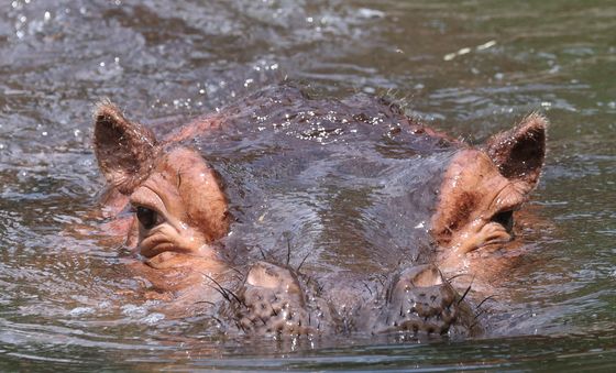 물 속이 시원해