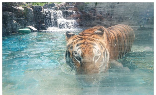 서울대공원 동물들의 '여름나기'