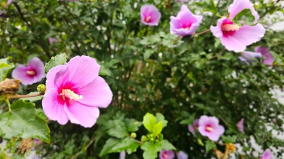 꽃망울 터뜨린 무궁화