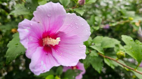 광복절 앞두고 꽃망울 터뜨린 무궁화