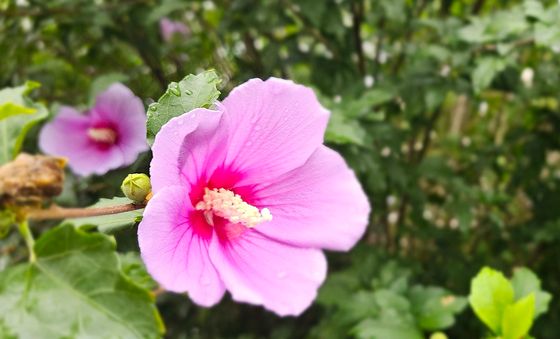 무궁화 꽃이 피었습니다