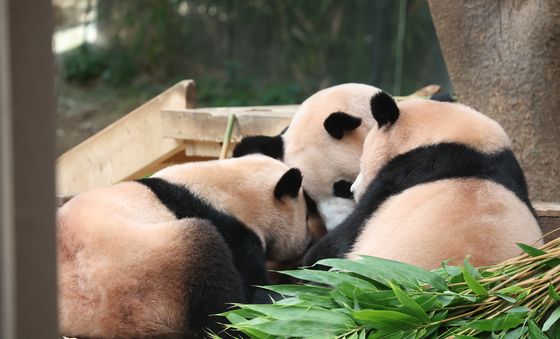 두 딸과 함께 시간 보내는 아이바오