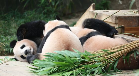 '얘들아 사랑해'