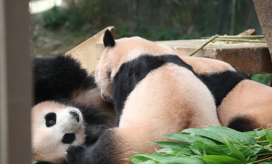 '얘들아 사랑해'