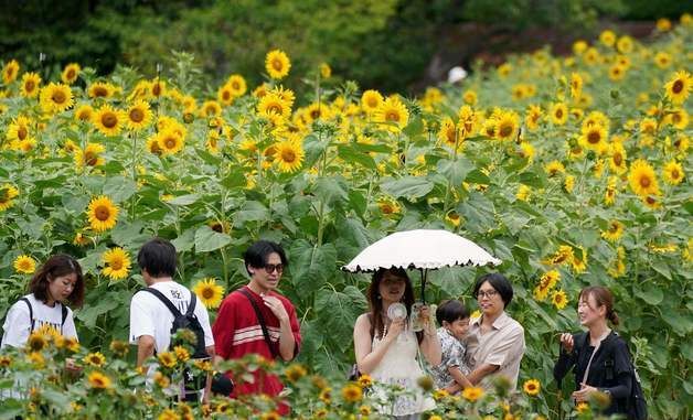 [포토] 한여름의 꽃 해바라기