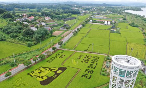 논에 그린 대형 '뚱랑이'