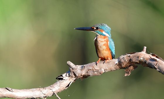 눈망울이 초롱초롱한 물총새