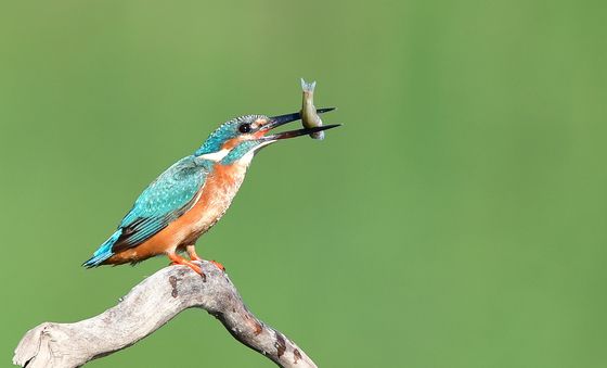 '물고기 꼼짝마'