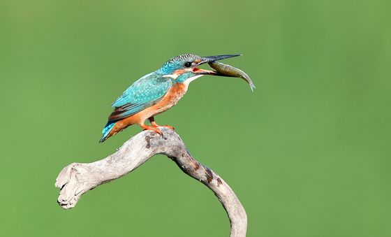 물고기 잡은 물총새