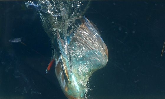 물고기 사냥 중인 물총새