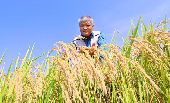 처서 앞두고 익어가는 벼