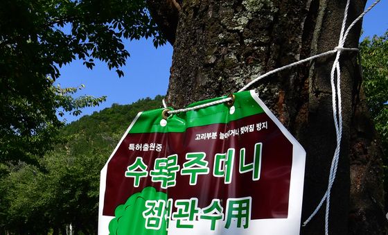 폭염 속 가로수를 살려라