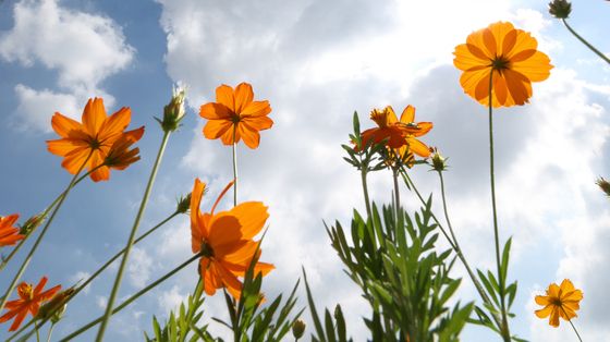 가을 재촉하는 황화코스모스