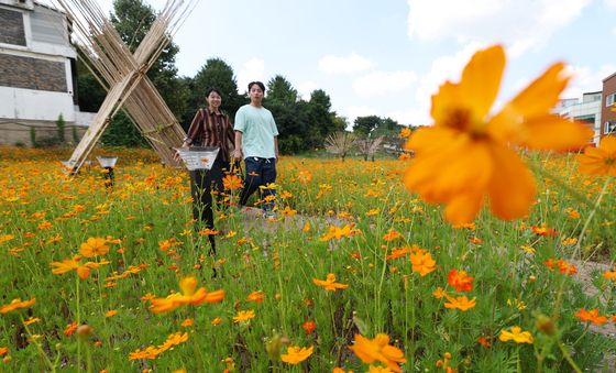 활짝 핀 황화코스모스