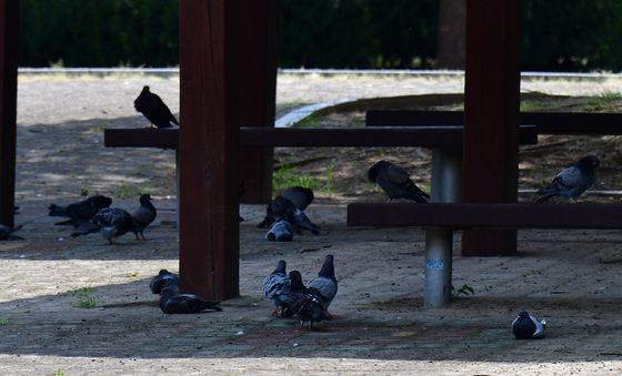 그늘로 모여든 비둘기