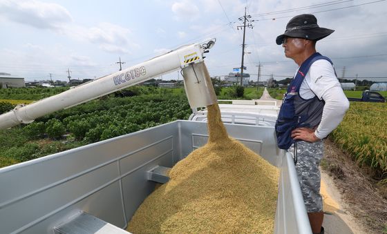 화성시, 올해 첫 조생종 벼 수확