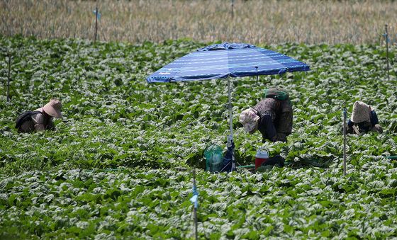 처서 지나도 맹위 떨치는 폭염