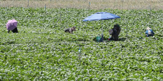 처서도 꺾지 못하는 폭염