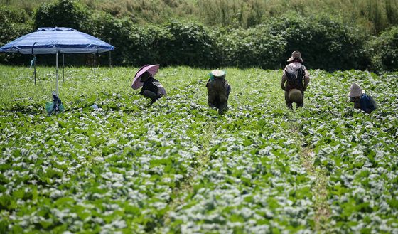 길고 강한 올여름 폭염