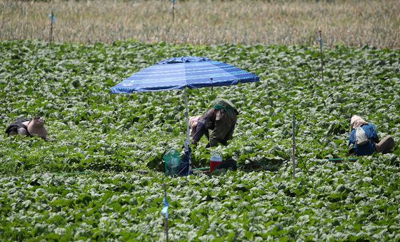 처서도 꺾지 못하는 폭염