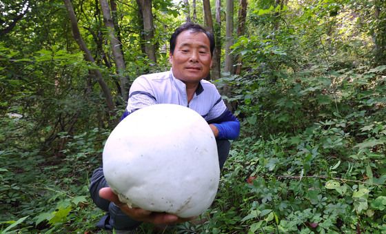 세계적 희귀종 '댕구알 버섯' 함양에서 발견