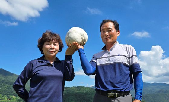 세계적 희귀종 '댕구알 버섯' 함양에서 발견