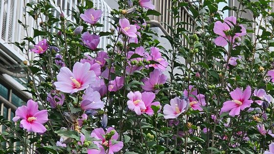 활짝 핀 무궁화