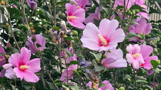 '무궁화가 피었습니다'