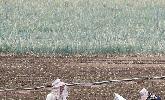 배추모종 심는 농촌