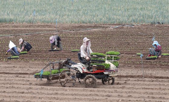 맛있는 배추를 기다리며