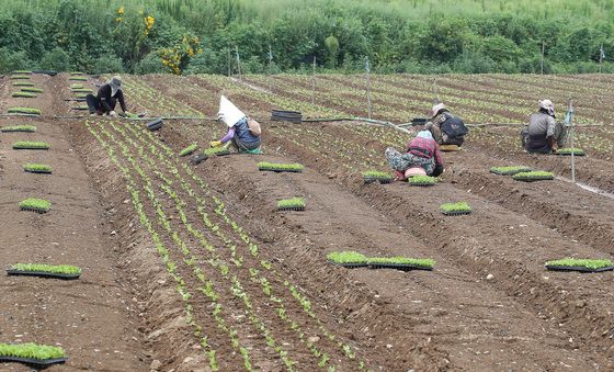 '배추야! 배추야!'