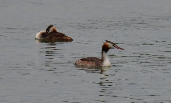 폭염 피해 바다로 온 뿔논병아리