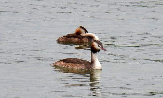 더위 식히는 뿔논병아리