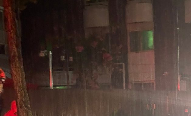 폭우에 맥없이 쓰러진 나무