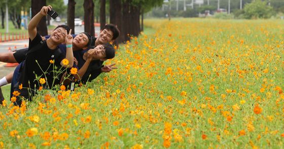 입추 앞두고 활짝 핀 황화코스모스와 '찰칵'