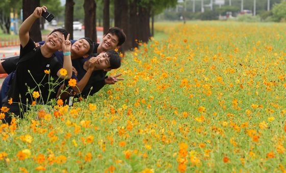 입추 앞두고 활짝 핀 황화코스모스