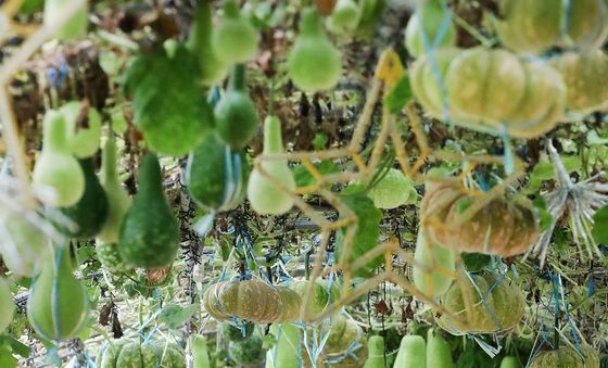 폭염 지나면 곧 가을