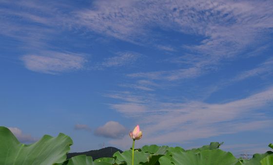 가을 문턱에서 만난 연꽃