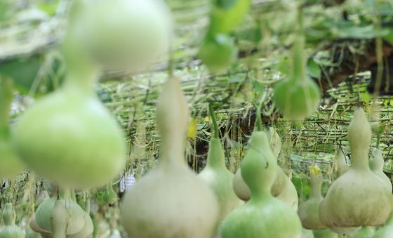 조롱박이 주렁주렁