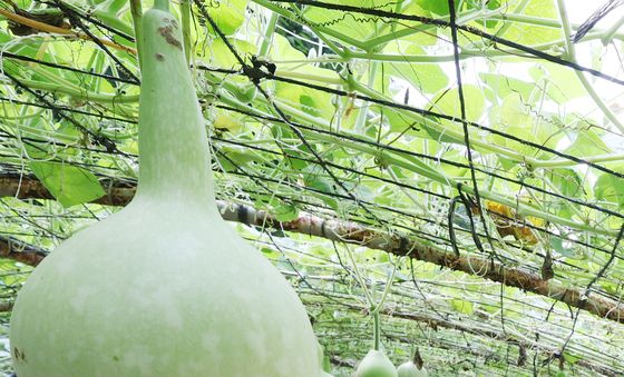 주렁주렁 조롱박