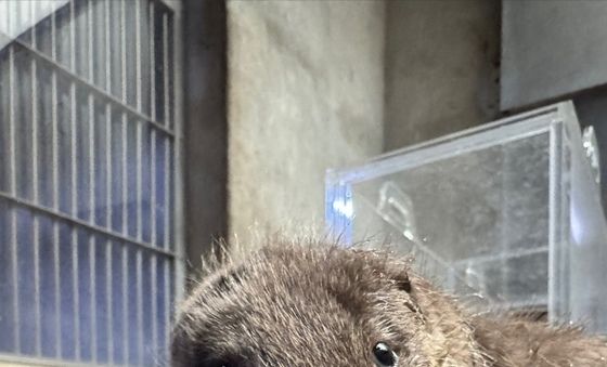 서울어린이대공원, 천연기념물 유라시아 수달 쌍둥이 탄생