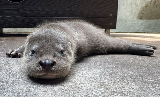 서울어린이대공원, 멸종위기야생돌물 1급 수달 쌍둥이 탄생