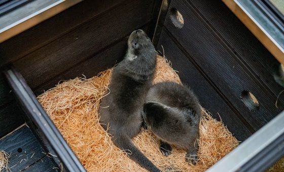 서울어린이대공원, 첫 아기 수달 탄생