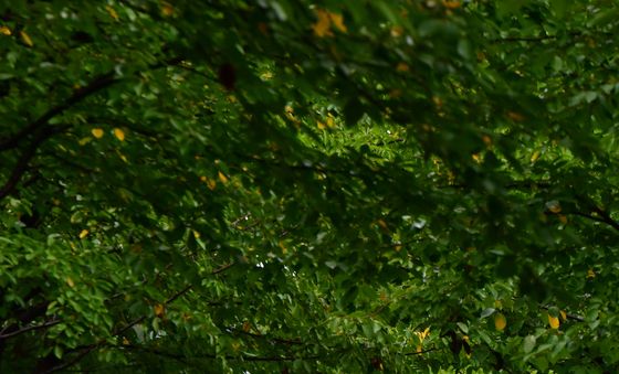 포항 철길 숲 길 따라