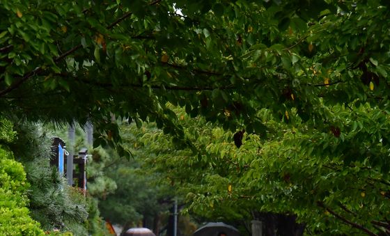 가을비 우산속에