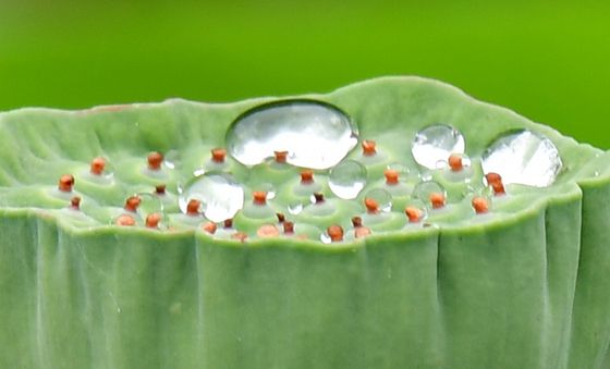빅물 맺힌 연꽃밥