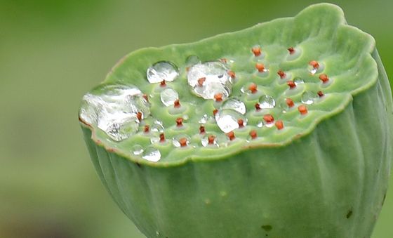 연꽃밥 위에 맺힌 가을비